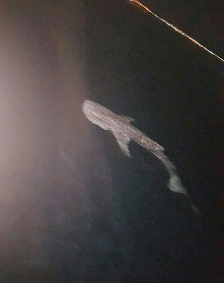 القرش الحوت يظهر ليلا بالغردقة 2
